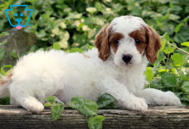 Liam Cavapoo2 image