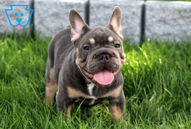 Smiling French Bulldog puppy with a blue and tan coat stands on green grass with tongue out and ears perked up on a sunny day. image