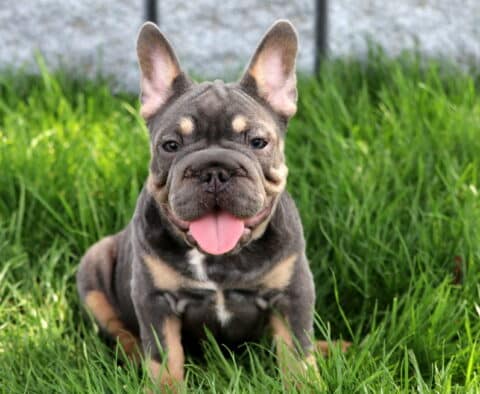 Libby Frenchie2