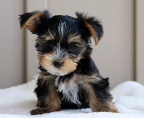 Libby Yorkie