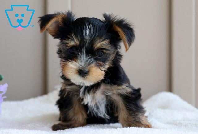 Libby Yorkie image