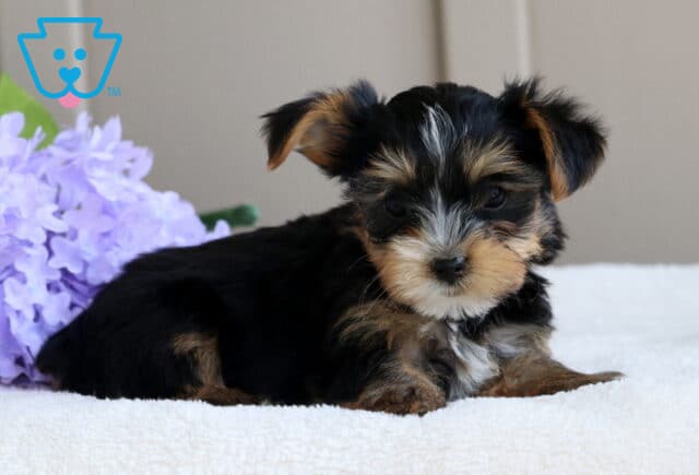 Libby Yorkie2 image