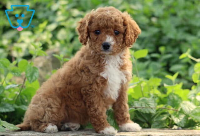 Lilac Cavapoo image
