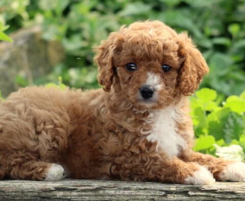 Lilac Cavapoo2