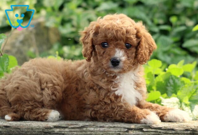Lilac Cavapoo2 image