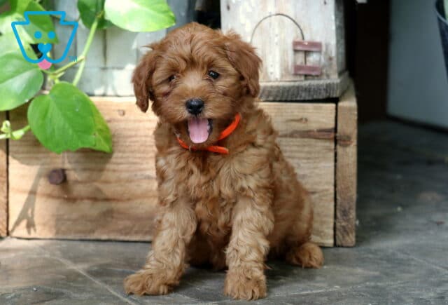 Cheerful apricot Mini Goldendoodle puppy with curly fur and an orange collar, sitting on a tiled floor and yawning in front of a rustic wooden crate and leafy plant. image