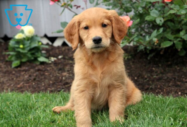 Golden Retriever puppy sitting on the grass with a soft golden coat and alert expression, framed by blooming roses and garden mulch. image