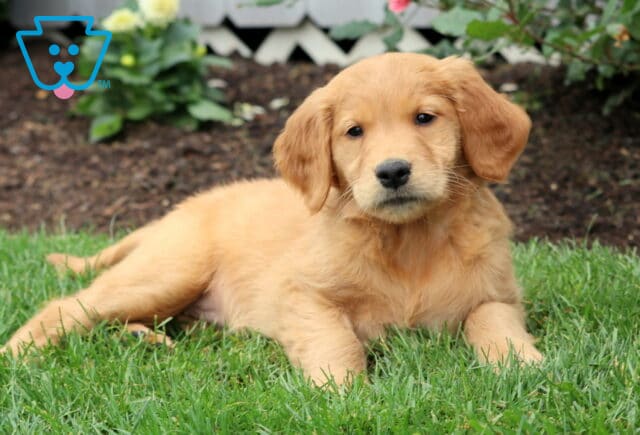Golden Retriever puppy lounging comfortably on green grass with a calm face, surrounded by garden flowers and soil. image