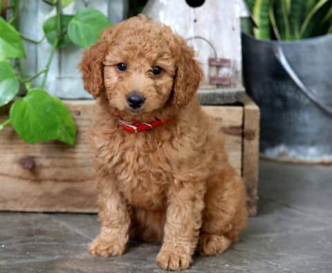 Adorable apricot Mini Goldendoodle puppy with a curly coat and red collar, sitting on a tiled floor next to a wooden crate, green plants, and a galvanized metal bucket.