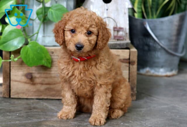 Adorable apricot Mini Goldendoodle puppy with a curly coat and red collar, sitting on a tiled floor next to a wooden crate, green plants, and a galvanized metal bucket. image