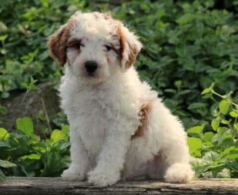 Lilo Cavapoo