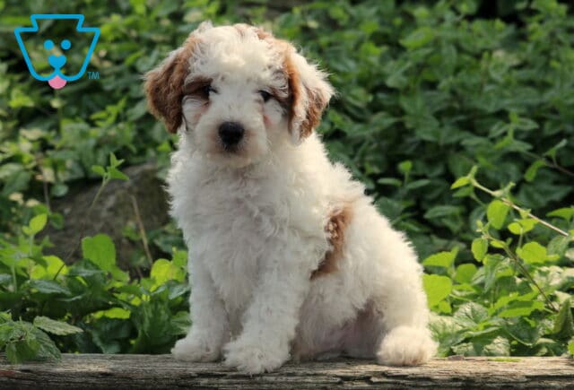 Lilo Cavapoo image