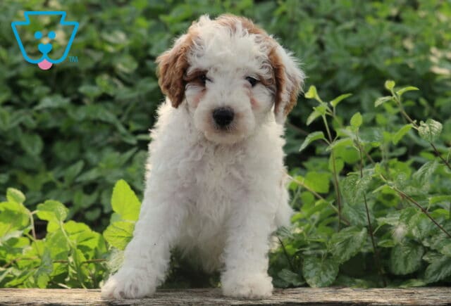 Lilo Cavapoo2 image