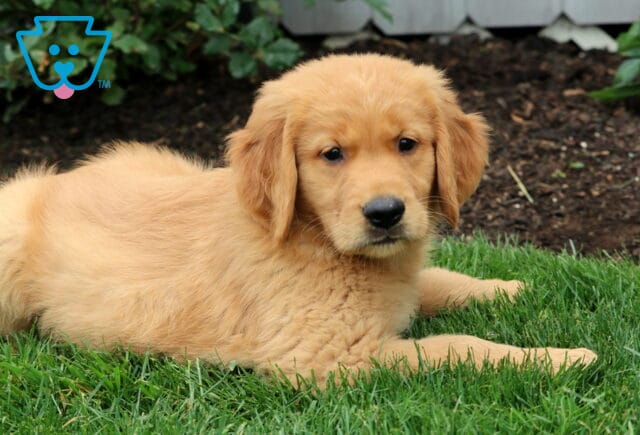 Golden Retriever puppy laying on the grass with a gentle, thoughtful expression and fluffy golden fur near a garden bed. image