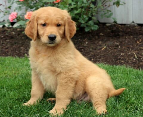Fluffy Golden Retriever puppy sitting upright on the grass, looking attentively at the camera with vibrant flowers blooming behind.