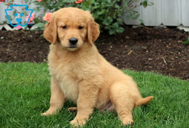 Fluffy Golden Retriever puppy sitting upright on the grass, looking attentively at the camera with vibrant flowers blooming behind. image