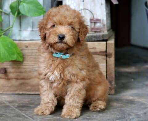 Fluffy apricot Mini Goldendoodle puppy with a teal collar, sitting on a tile floor in front of a wooden crate and surrounded by potted greenery.