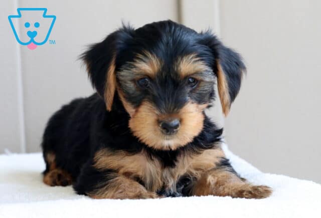 Lincoln Yorkie image