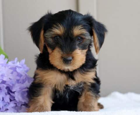 Lincoln Yorkie2