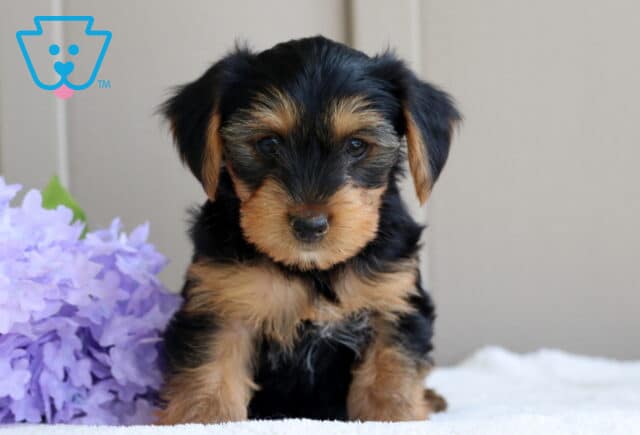 Lincoln Yorkie2 image