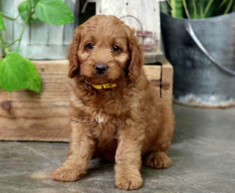 Sweet-faced apricot Mini Goldendoodle puppy with a soft curly coat and a yellow collar, sitting on a stone floor next to a wooden crate and metal bucket with plants.