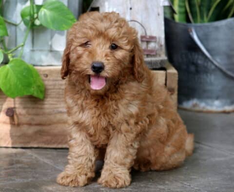 Happy apricot Mini Goldendoodle puppy with a curly coat, sitting on a tile floor with its tongue out in front of rustic decor and leafy green plants.