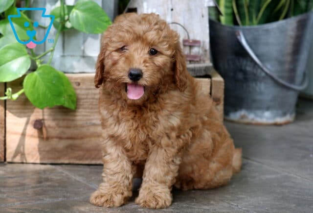 Happy apricot Mini Goldendoodle puppy with a curly coat, sitting on a tile floor with its tongue out in front of rustic decor and leafy green plants. image