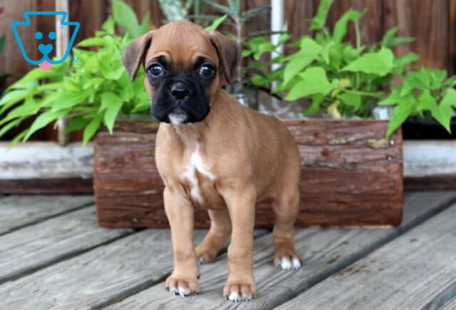 Adorable Boxer puppy with a fawn coat and black mask stands alert on a wooden deck, with a rustic planter and green foliage in the background. image