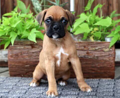 Sweet Boxer puppy with a fawn coat and white chest marking sits on a blue rug, backed by a rustic wooden planter filled with leafy green plants.