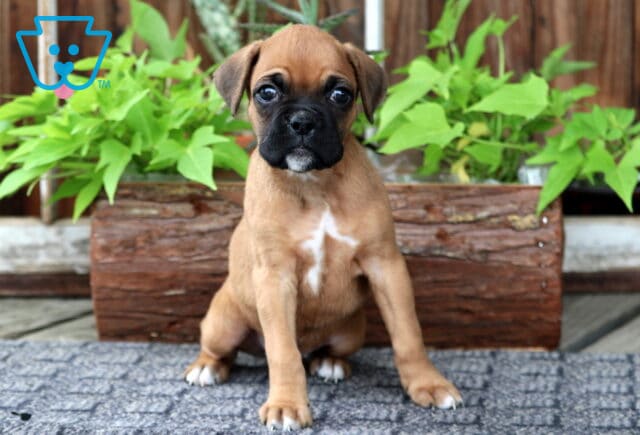 Sweet Boxer puppy with a fawn coat and white chest marking sits on a blue rug, backed by a rustic wooden planter filled with leafy green plants. image