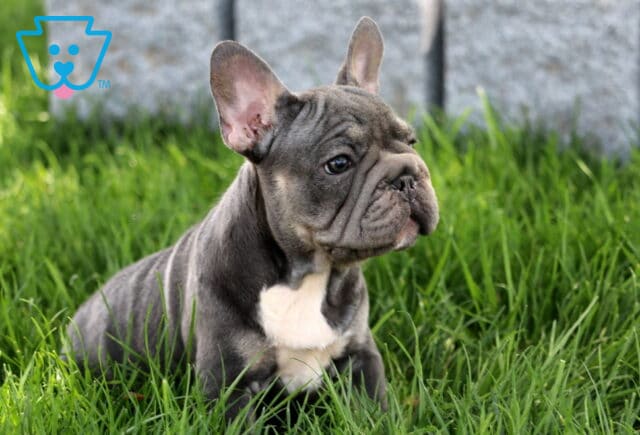 Blue and tan French Bulldog puppy with a white chest patch sitting in lush green grass, looking alertly to the side. image
