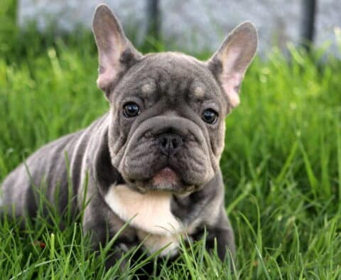 Lola Frenchie2