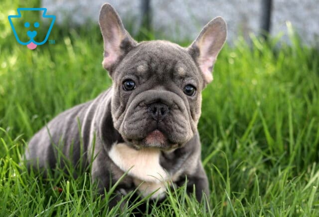 French Bulldog puppy with a blue and tan coat and white chest sits facing the camera in thick green grass, gazing with a curious expression. image