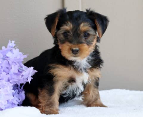 Lola Yorkie