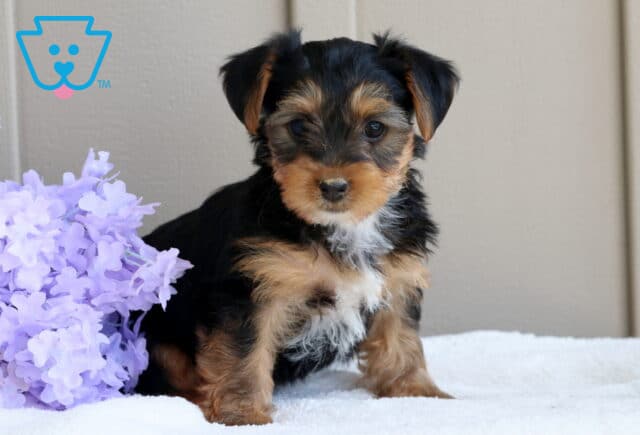 Adorable Yorkie puppy with black and tan fur sits on a white blanket next to soft lavender flowers, looking sweetly at the camera. image