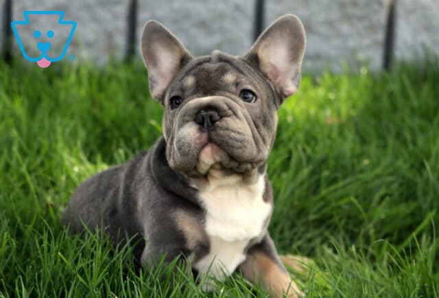 Calm French Bulldog puppy with a blue and tan coat and white chest lounges in green grass, looking off to the side with alert ears. image
