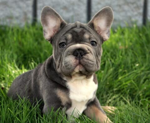 Louie Frenchie2