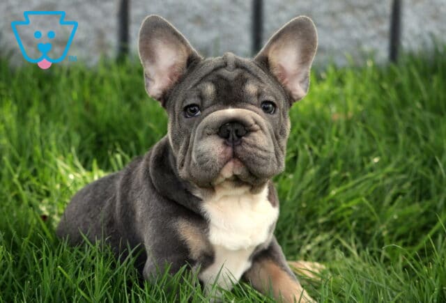 French Bulldog puppy with a soft blue and tan coat and white chest lies in the grass, staring directly ahead with an alert and calm expression. image