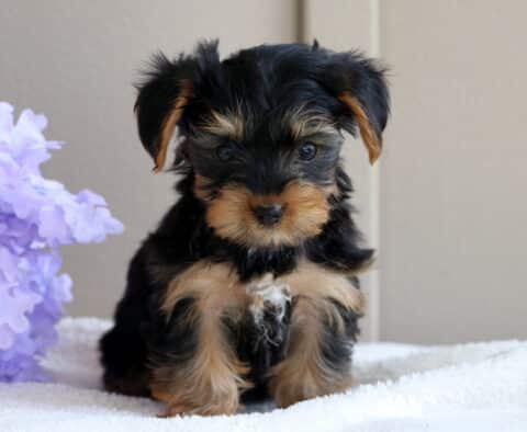 Louie Yorkie