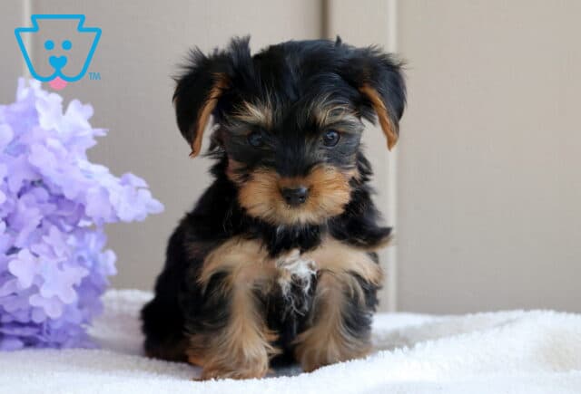 Louie Yorkie image