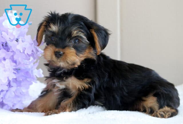 Louie Yorkie2 image