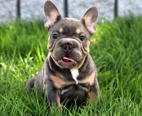 Lovey Frenchie