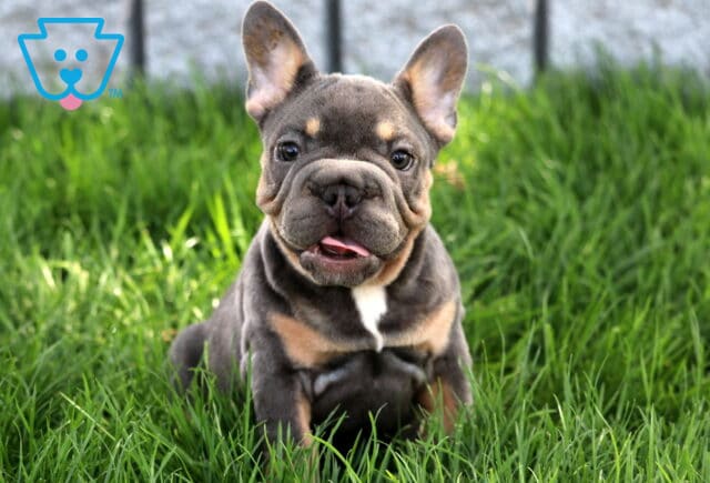 Playful French Bulldog puppy with a blue and tan coat sits in the grass with its tongue slightly sticking out and ears perked up, looking straight ahead. image