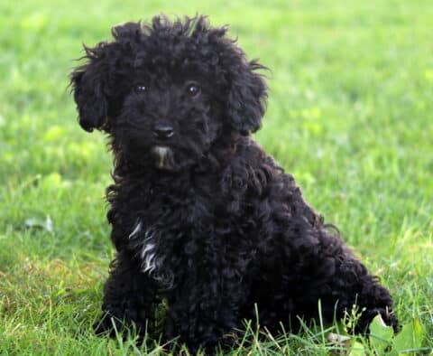 Fluffy black Cockapoo puppy with a small white patch on its chest sitting on green grass, gazing sweetly at the camera.