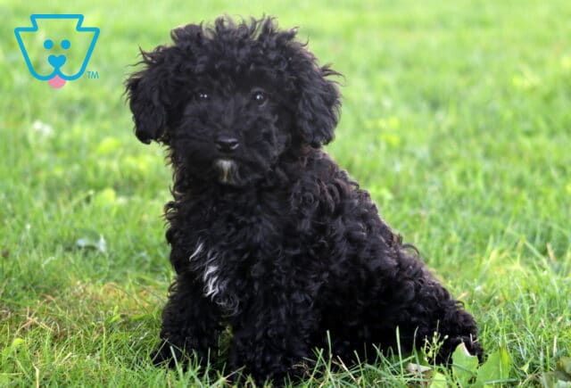 Fluffy black Cockapoo puppy with a small white patch on its chest sitting on green grass, gazing sweetly at the camera. image