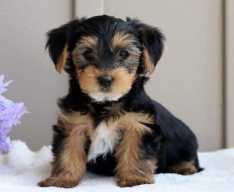 Lovey Yorkie2