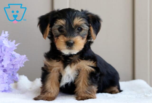 Sweet-faced Yorkie puppy sits attentively on a soft white blanket beside a bunch of lavender flowers, showing off its shiny black and tan coat. image