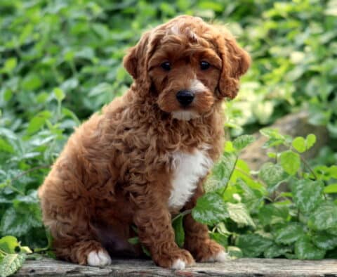 Lucky Cavapoo