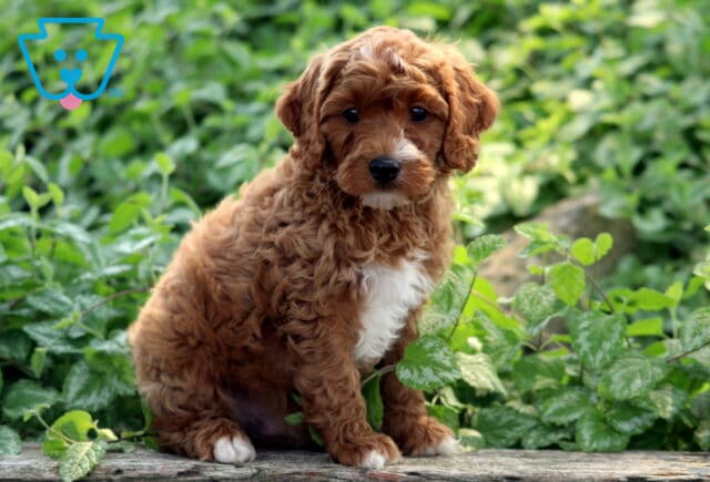 Lucky Cavapoo image