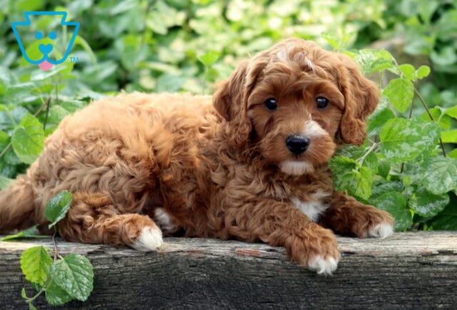 Lucky Cavapoo2 image